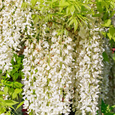 Wisteria alba japanese for sale  Shipping to Ireland