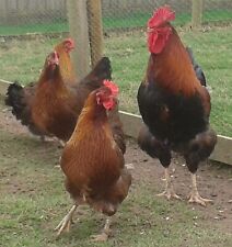 chicken hatching eggs for sale  WELLINGTON