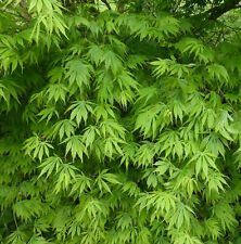 Acer palmatum polymorphum usato  Napoli