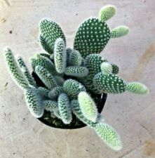 Opuntia Microdasys, ""Angel Wings"" viene en una olla de 3,5 segunda mano  Embacar hacia Argentina