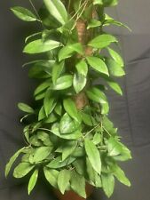 Hoya crassipetiolata for sale  LONDON