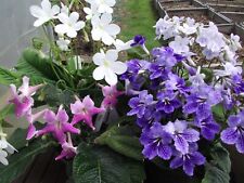 Streptocarpus plug plants for sale  MAIDENHEAD