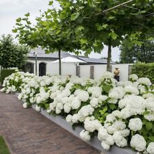 Hydrangea strong annabelle for sale  IPSWICH