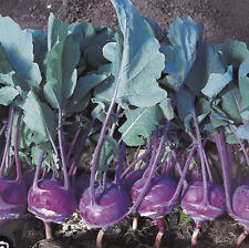 Kohl rabi azur for sale  BIRMINGHAM