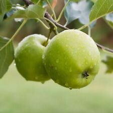 Apple tree granny for sale  GLASGOW