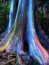 Rainbow eucalyptus deglupta for sale  Shipping to Ireland