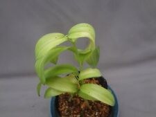 Polygonatum odoratum hikoichi for sale  USA
