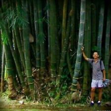 Używany, Calcutta Giant Bamboo - Dendrocalamus Strictus - Tested germination rate: 20/30% na sprzedaż  Wysyłka do Poland