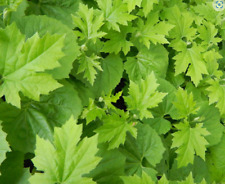 Lovage herb plant for sale  WORKSOP