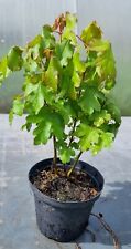 Prebonsai feldahorn acer gebraucht kaufen  Gräfrath