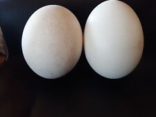 Lot of 2 Large Ostrich Egg Shells for Crafts, Decoration, Paintings and More for sale  Shipping to South Africa