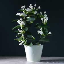 Jasmine hoop scented for sale  IPSWICH