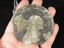Pyrite sun pyrite for sale  Salt Lake City