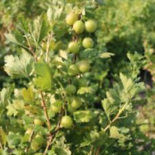 Gooseberry giggles green for sale  IPSWICH