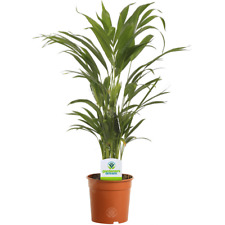 Areca palm lutescens for sale  UK