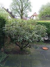 rhododendron gebraucht kaufen  München