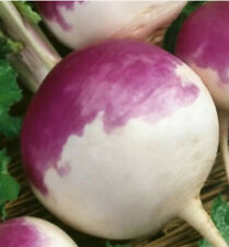 500 turnip purple for sale  CHIGWELL