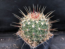 Ferocactus alamosanus giardino usato  Massafra