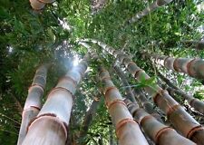 Semi bambu dendrocalamus usato  Trappeto