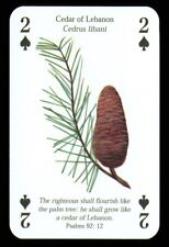 1 x playing card Bible tree/plant/flower Cedar of Lebanon - 2 of Spades Q78 usato  Spedire a Italy