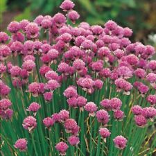 Chives seeds 300 for sale  PEEBLES