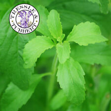 Stevia rebaudiana herb for sale  LONDON