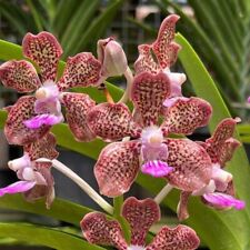 Rare vanda mimi for sale  HALSTEAD