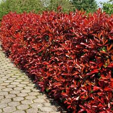 Photinia red robin for sale  Shipping to Ireland