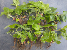 Russian wild strawberry for sale  HUDDERSFIELD