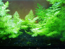 java moss for sale  REDRUTH