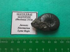 Pyrite ammonite gleviceras for sale  WEST BROMWICH