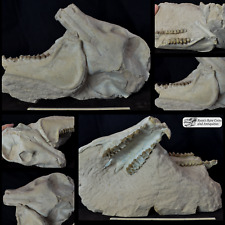 Large oreodont skull for sale  Windermere