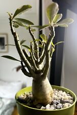 Adenium baobab caudex for sale  MALDON