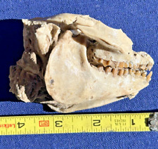 Oreodont skull found for sale  Bellvue