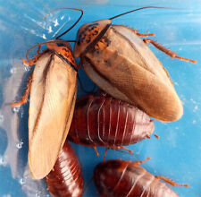 Orange head cockroaches for sale  STANLEY