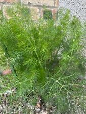 Fennel seeds 300 for sale  PEEBLES