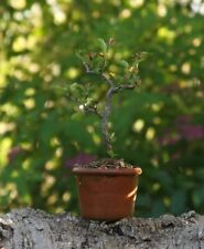 bonsai prunus mirabolano usato  Oristano