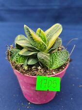 Gasteria verrucosa vriegata  1705p for sale  Shipping to South Africa