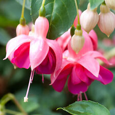 Fuchsia garden news for sale  UK