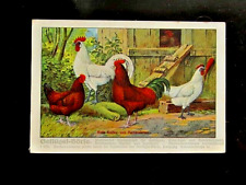 Hühner litho 1900 gebraucht kaufen  Gößnitz