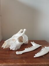 Small deer skull for sale  MANCHESTER