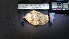 VERY NICE SHELL > WANTED LAEVIGATA MUSIC (VAR.) CURACAO (NIENDERLÄDSICHE ANTILLES) for sale  Shipping to South Africa