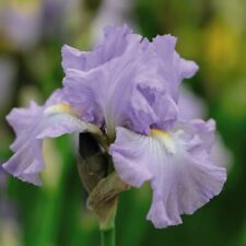 Iris blooming victoria for sale  IPSWICH