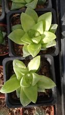 Used, Haworthia 'King' Hybrid Succulent Plant for sale  Shipping to South Africa