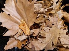 2ltr hardwood leaves for sale  ROYSTON