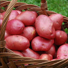 Desiree seed potatoes for sale  NEWRY