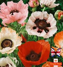 Oriental poppy 100 for sale  UK
