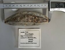 Rhacolepsis cretaceous period for sale  Chattanooga