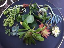 Succulent cuttings rare for sale  Alameda