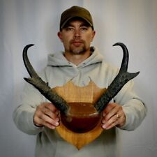 antelope mount for sale  Laramie
